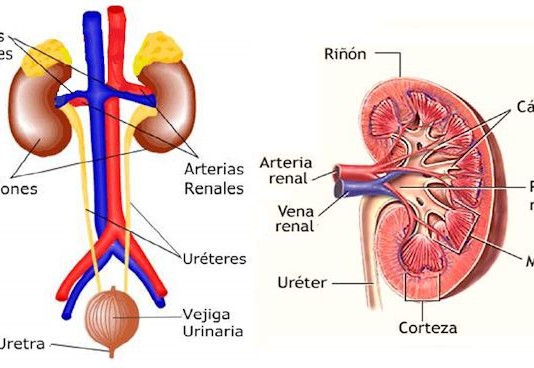 Los Consejos Del Doctor